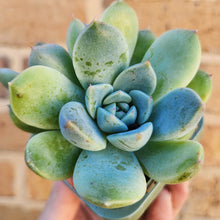 Load image into Gallery viewer, Echeveria Rumengling - 66mm
