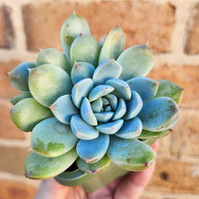 Load image into Gallery viewer, Echeveria Rumengling - 66mm
