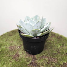 Load image into Gallery viewer, Echeveria Runyonii - 90mm
