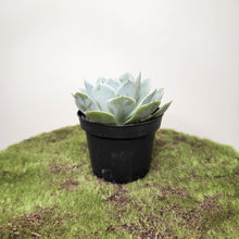 Load image into Gallery viewer, Echeveria Runyonii - 90mm
