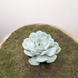 Echeveria Runyonii - 90mm