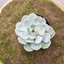 Load image into Gallery viewer, Echeveria Runyonii - 90mm
