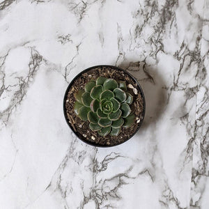 Echeveria Santa Lewis - 90mm