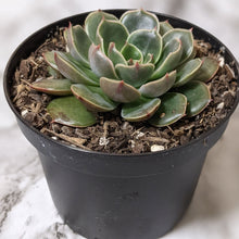 Load image into Gallery viewer, Echeveria Santa Lewis - 90mm
