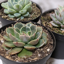 Load image into Gallery viewer, Echeveria Santa Lewis - 90mm
