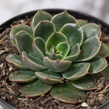 Load image into Gallery viewer, Echeveria Santa Lewis - 90mm
