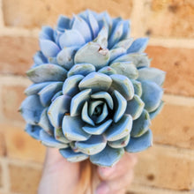 Load image into Gallery viewer, Echeveria Snow Bunny - 105mm
