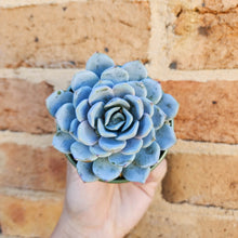 Load image into Gallery viewer, Echeveria Snow Bunny - 105mm
