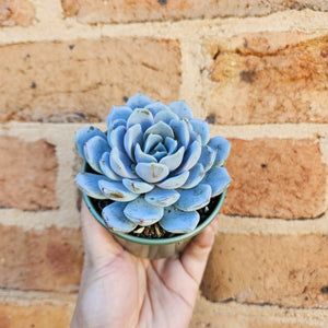 Echeveria Snow Bunny - 105mm