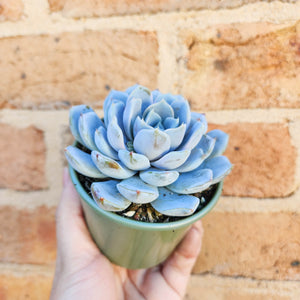 Echeveria Snow Bunny - 105mm