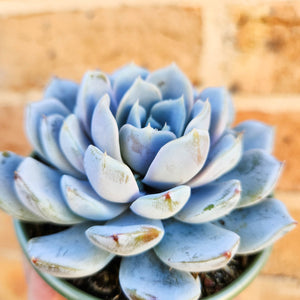 Echeveria Snow Bunny - 105mm