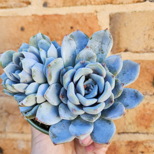 Echeveria Snow Bunny - 105mm