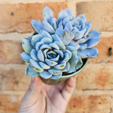 Load image into Gallery viewer, Echeveria Snow Bunny - 105mm
