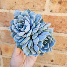 Load image into Gallery viewer, Echeveria Snow Bunny - 105mm
