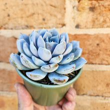 Load image into Gallery viewer, Echeveria Snow Bunny - 105mm
