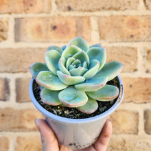 Load image into Gallery viewer, Echeveria Strawberry Puff - 105mm
