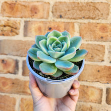 Load image into Gallery viewer, Echeveria Strawberry Puff - 105mm
