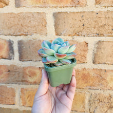 Load image into Gallery viewer, Echeveria Strawberry Puff - 66mm

