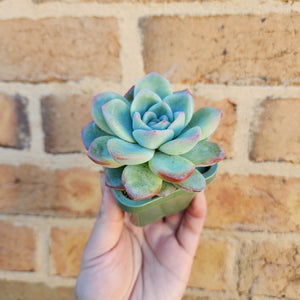 Echeveria Strawberry Puff - 66mm