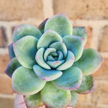 Load image into Gallery viewer, Echeveria Strawberry Puff - 66mm
