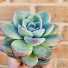 Load image into Gallery viewer, Echeveria Strawberry Puff - 66mm
