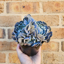 Load image into Gallery viewer, Echeveria Swan Lake - 120mm
