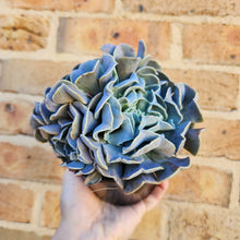 Load image into Gallery viewer, Echeveria Swan Lake - 120mm
