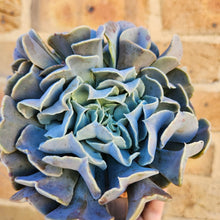Load image into Gallery viewer, Echeveria Swan Lake - 120mm
