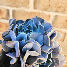 Load image into Gallery viewer, Echeveria Swan Lake - 120mm
