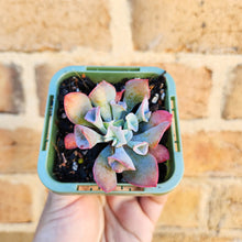 Load image into Gallery viewer, Echeveria Trumpet Pinky - 66mm

