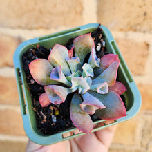 Load image into Gallery viewer, Echeveria Trumpet Pinky - 66mm
