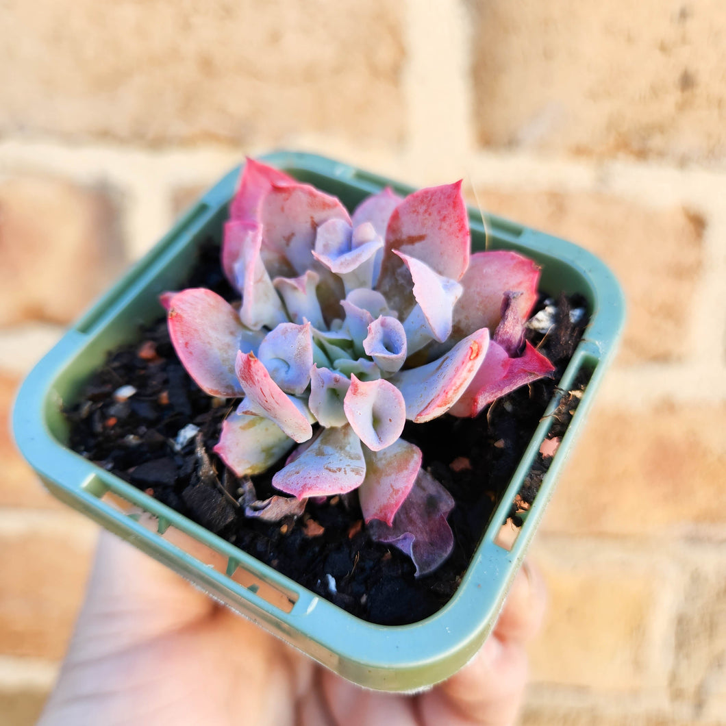Echeveria Trumpet Pinky - 66mm