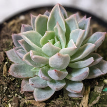 Load image into Gallery viewer, Echeveria Violet Queen - 90mm
