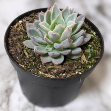 Load image into Gallery viewer, Echeveria Violet Queen - 90mm
