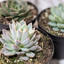 Load image into Gallery viewer, Echeveria Violet Queen - 90mm
