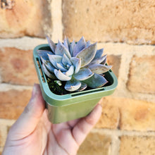 Load image into Gallery viewer, Echeveria Yellow Coral - 66mm
