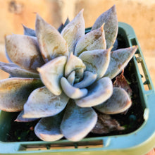 Load image into Gallery viewer, Echeveria Yellow Coral - 66mm
