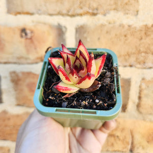 Echeveria agavoides Ebony 1930 - 66mm