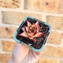 Load image into Gallery viewer, Echeveria agavoides Ebony 1930 - 66mm

