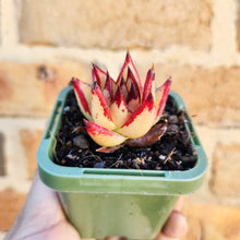 Load image into Gallery viewer, Echeveria agavoides Ebony 1930 - 66mm
