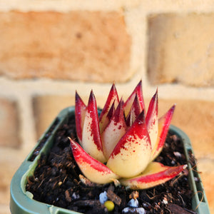 Echeveria agavoides Ebony 1930 - 66mm