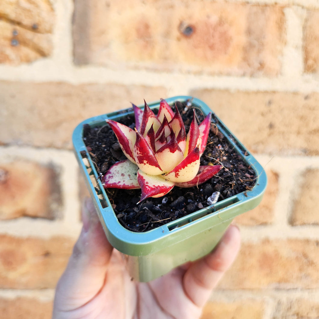 Echeveria agavoides Ebony 1930 - 66mm