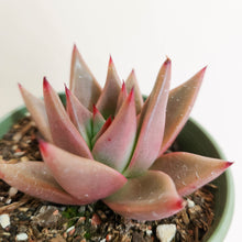Load image into Gallery viewer, Echeveria agavoides &#39;Romeo&#39; - 80mm
