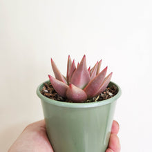 Load image into Gallery viewer, Echeveria agavoides &#39;Romeo&#39; - 80mm
