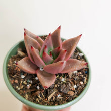 Load image into Gallery viewer, Echeveria agavoides &#39;Romeo&#39; - 80mm
