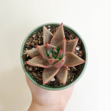 Load image into Gallery viewer, Echeveria agavoides &#39;Romeo&#39; - 80mm
