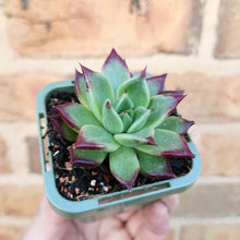 Load image into Gallery viewer, Echeveria eurochlamys - 66mm
