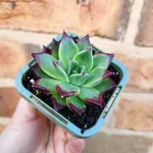 Load image into Gallery viewer, Echeveria eurochlamys - 66mm
