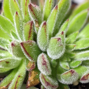 Echeveria setosa / Mexican Firecracker - 90mm