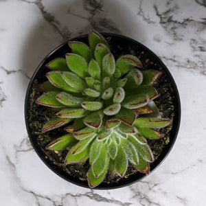 Echeveria setosa / Mexican Firecracker - 90mm